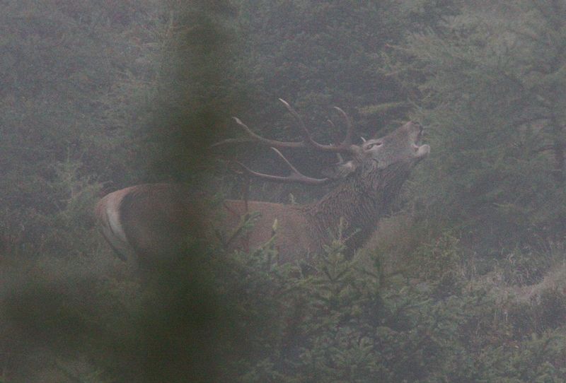 Bramiti nel Parco Nazionale d''Abruzzo